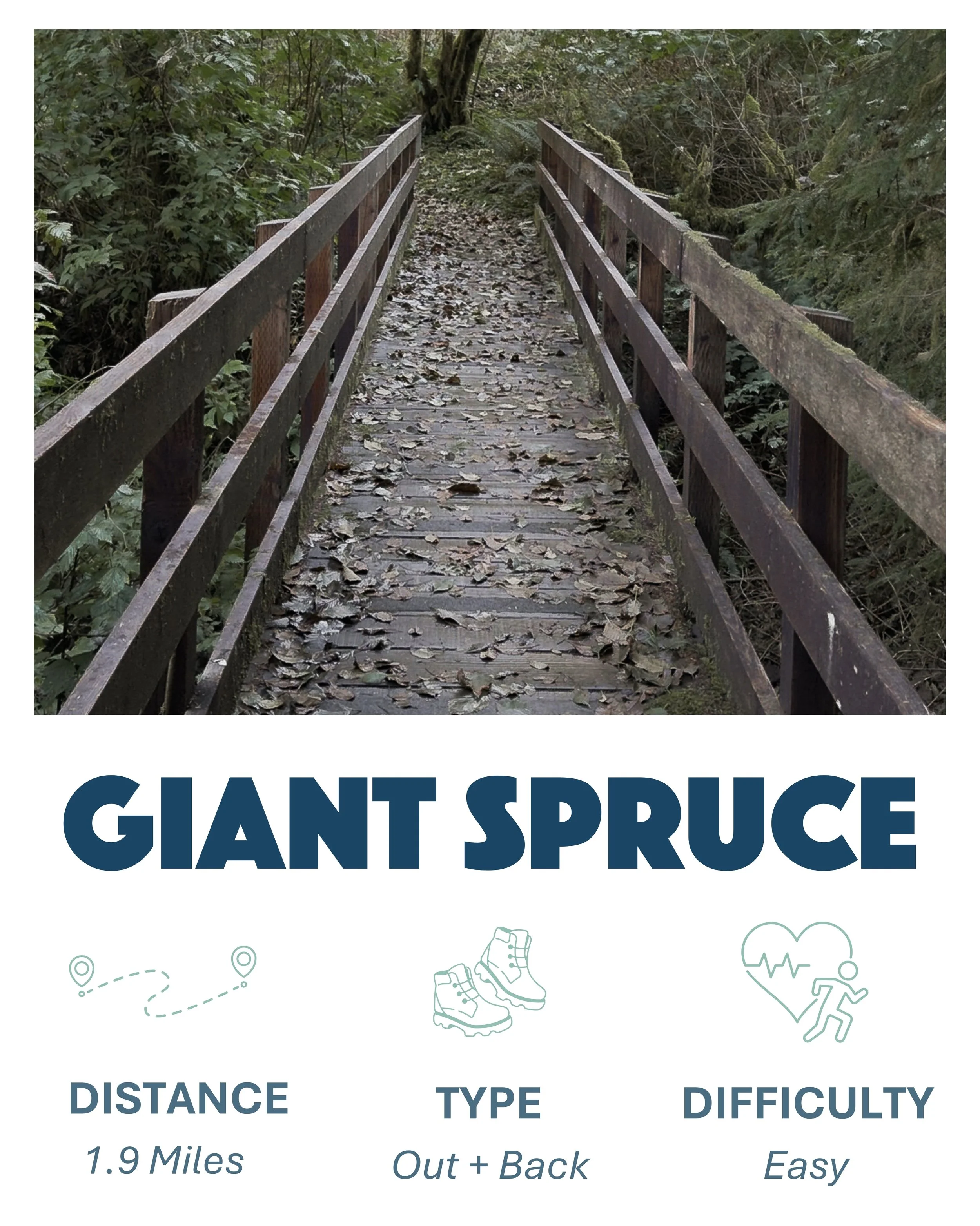 Giant Spruce Trail Hike in Yachats Oregon, 1.9 Miles, Out and Back, Difficulty - Easy