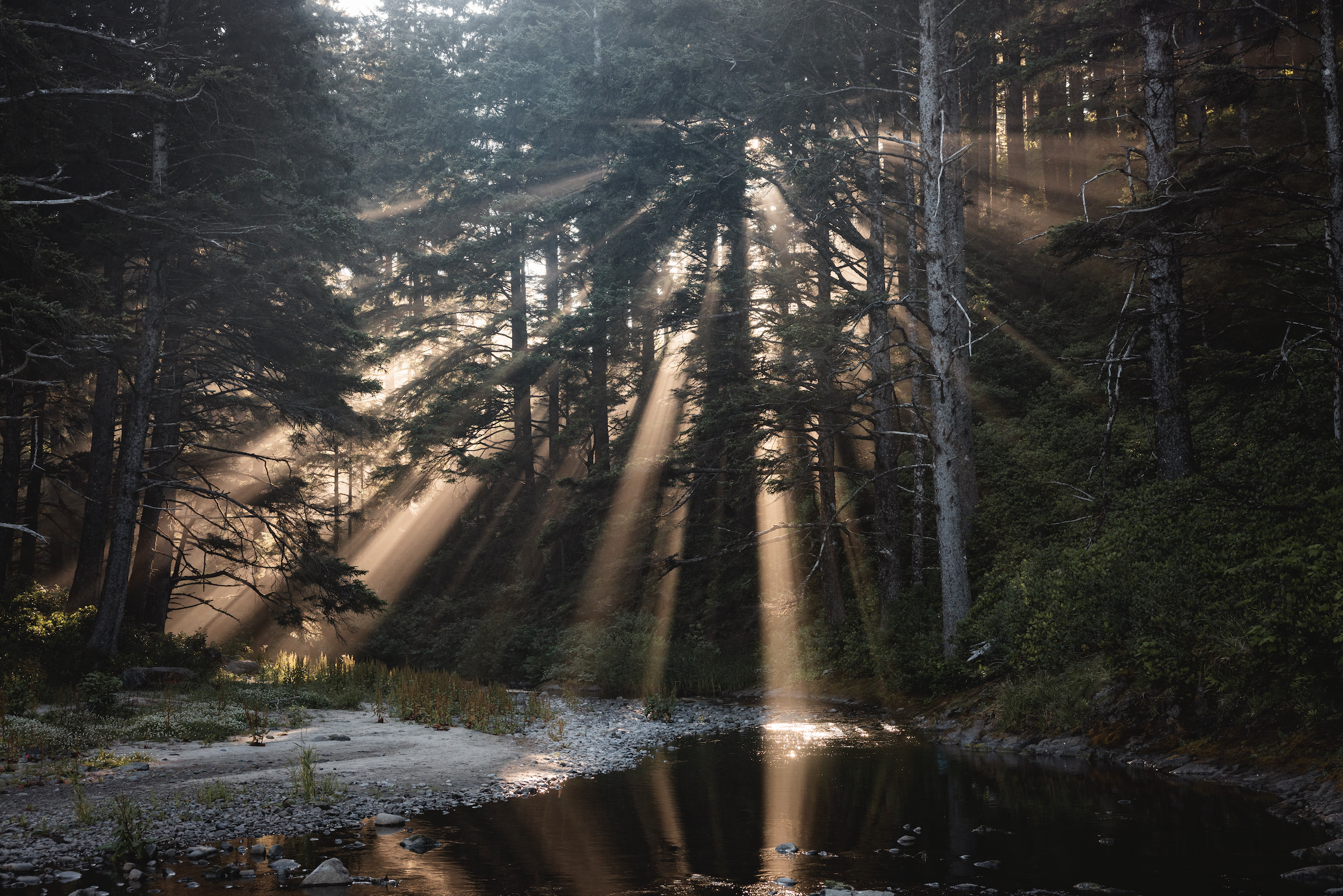 Sunlight beams shining through the trees in a forest, illuminating a small river or stream.
