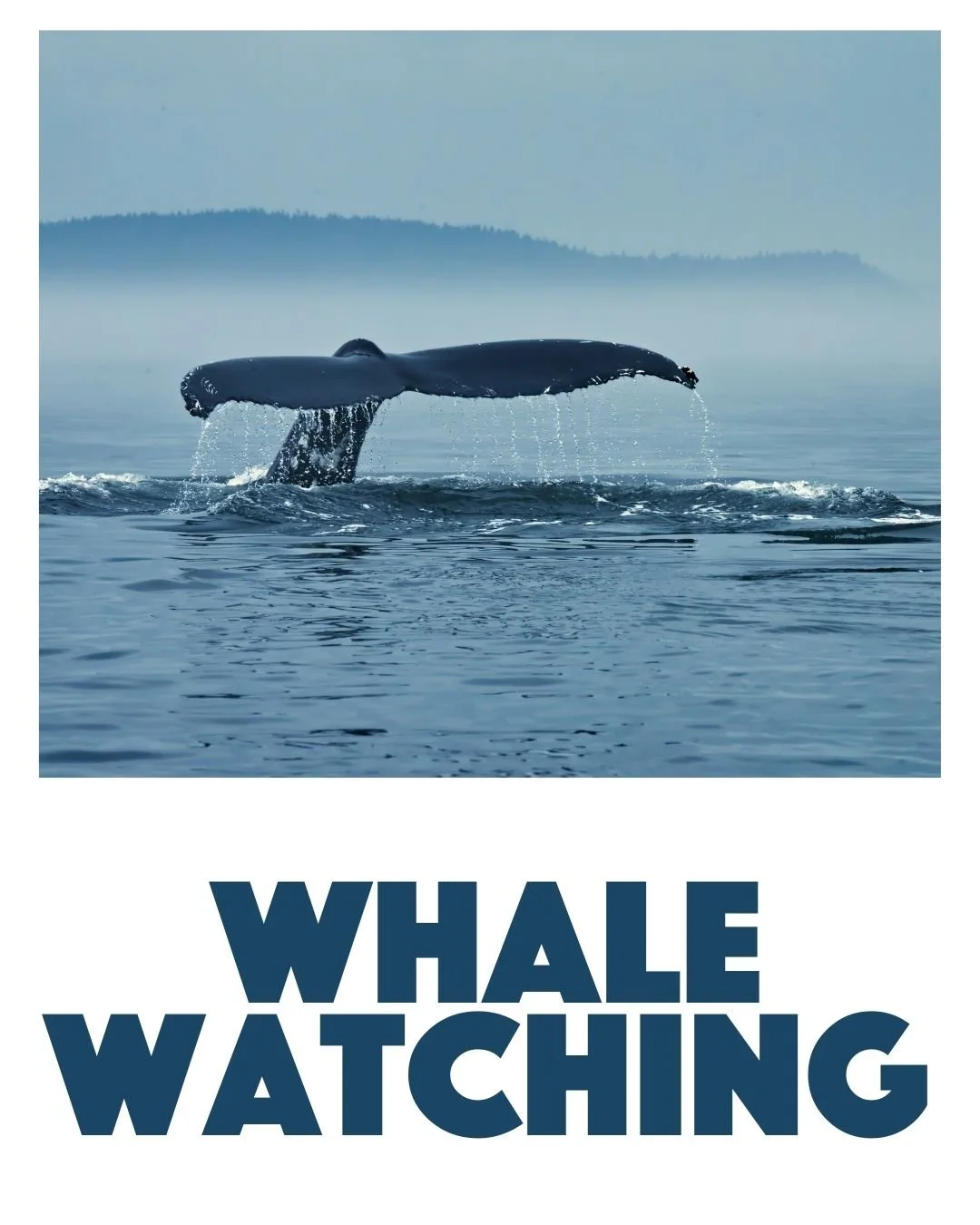 Whale Watching in Yachats Oregon