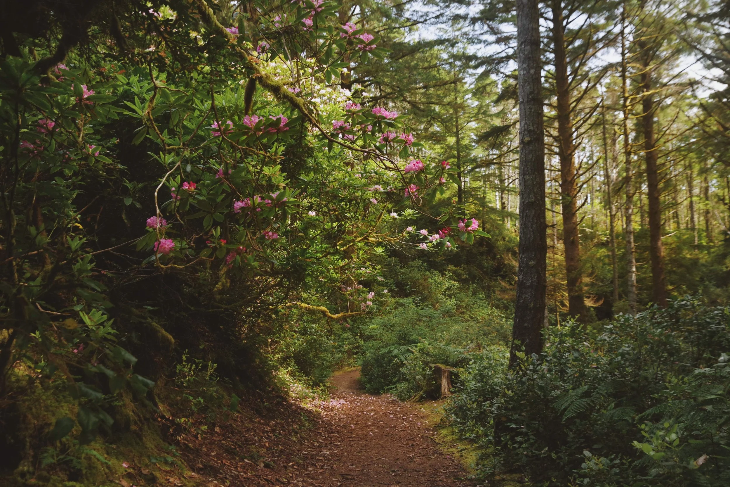 A dirt trail winding through a lush forest with tall trees and green foliage, some pink and white flowers blooming on bushes along the path.