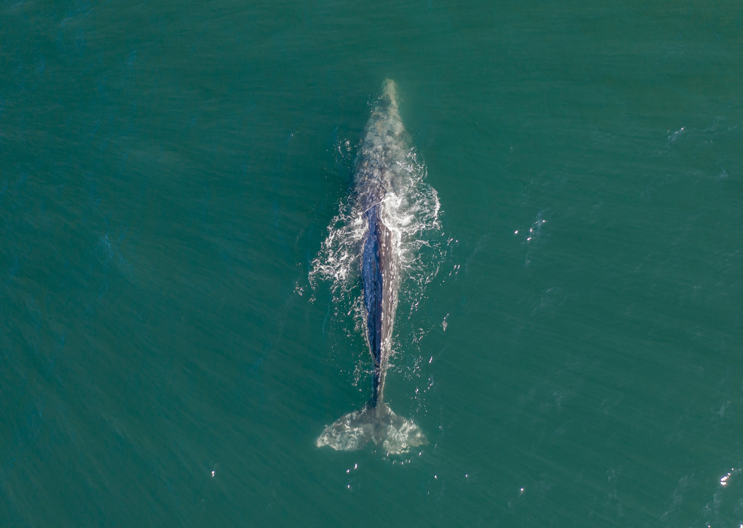 A whale swimming near the surface of the water, seen from above.