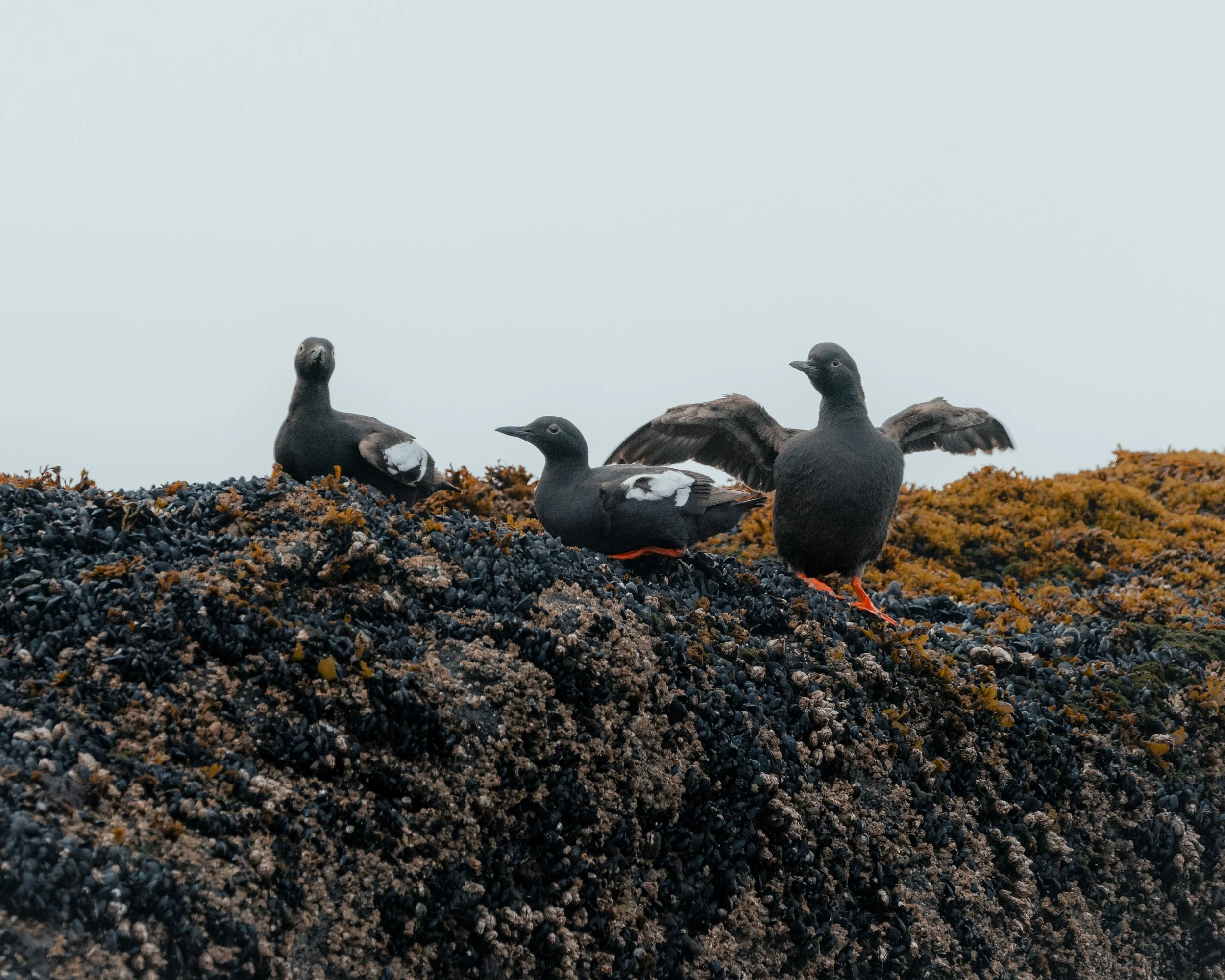 Three black ducks with white markings on a rocky, moss-covered surface, one with wings spread, under a pale gray sky.