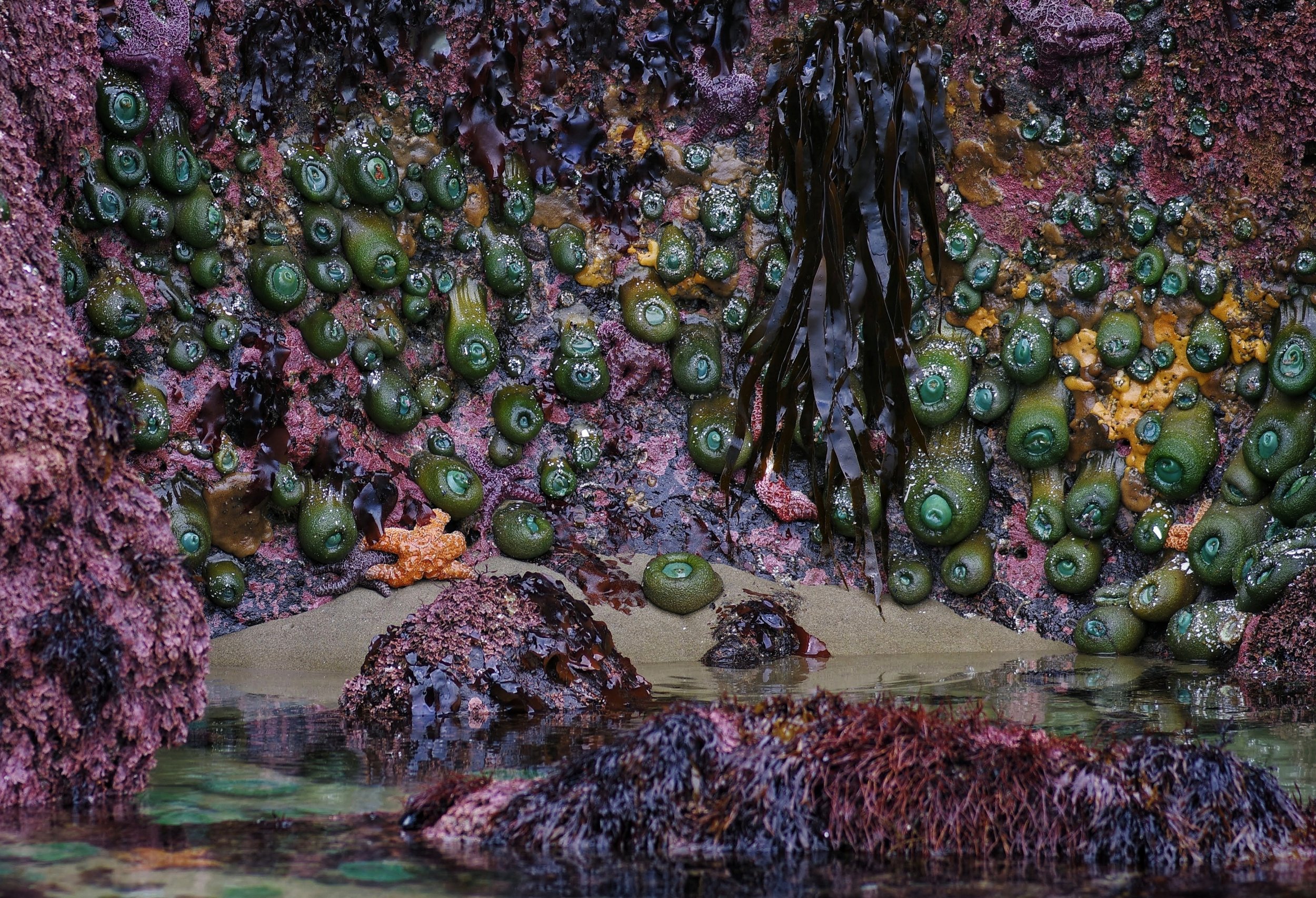 Colorful tide pool with green sea anemones, brown seaweed, and rocky formations underwater.