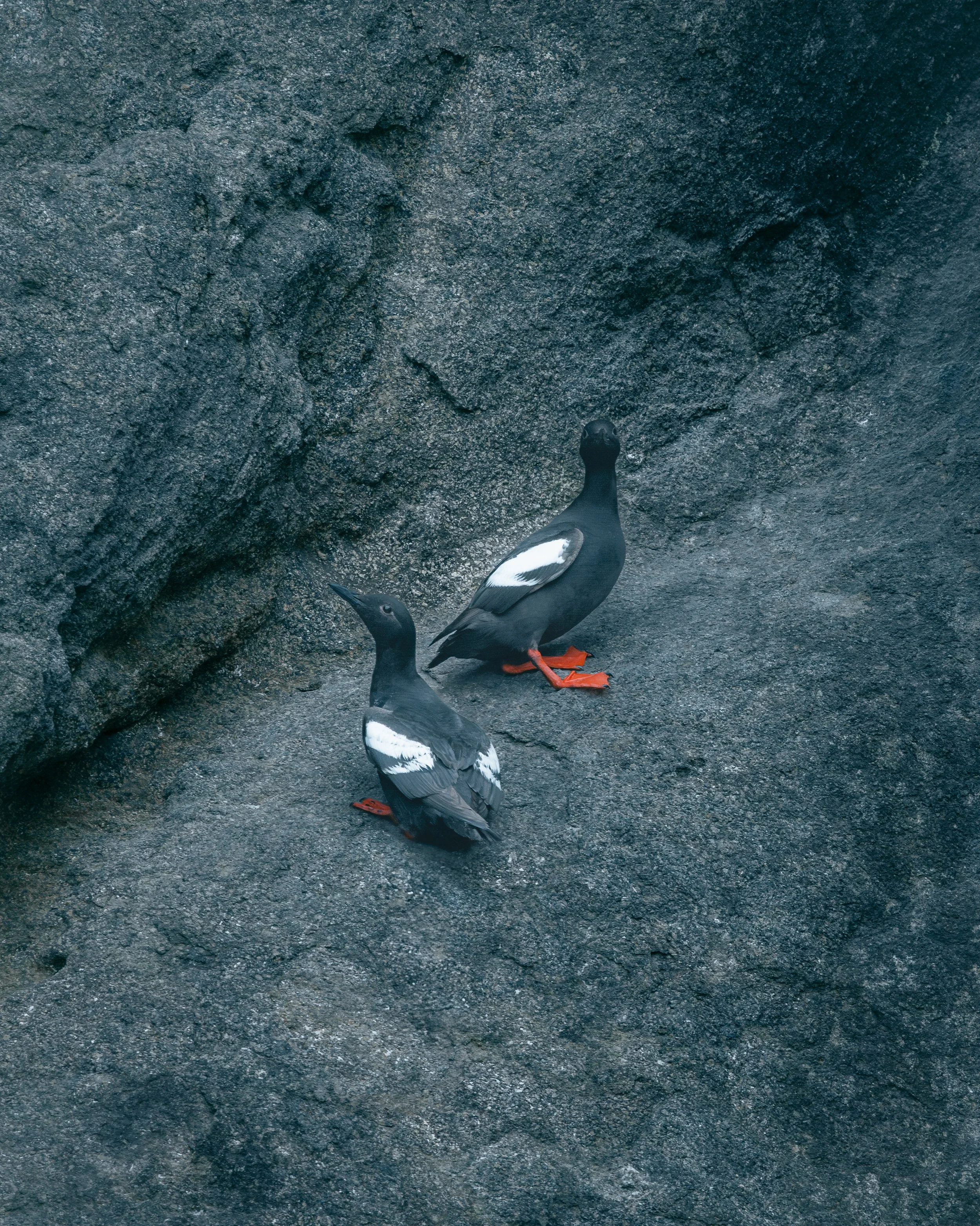 Two black and white seabirds with red feet standing on rocky terrain near a darkened cliff face.