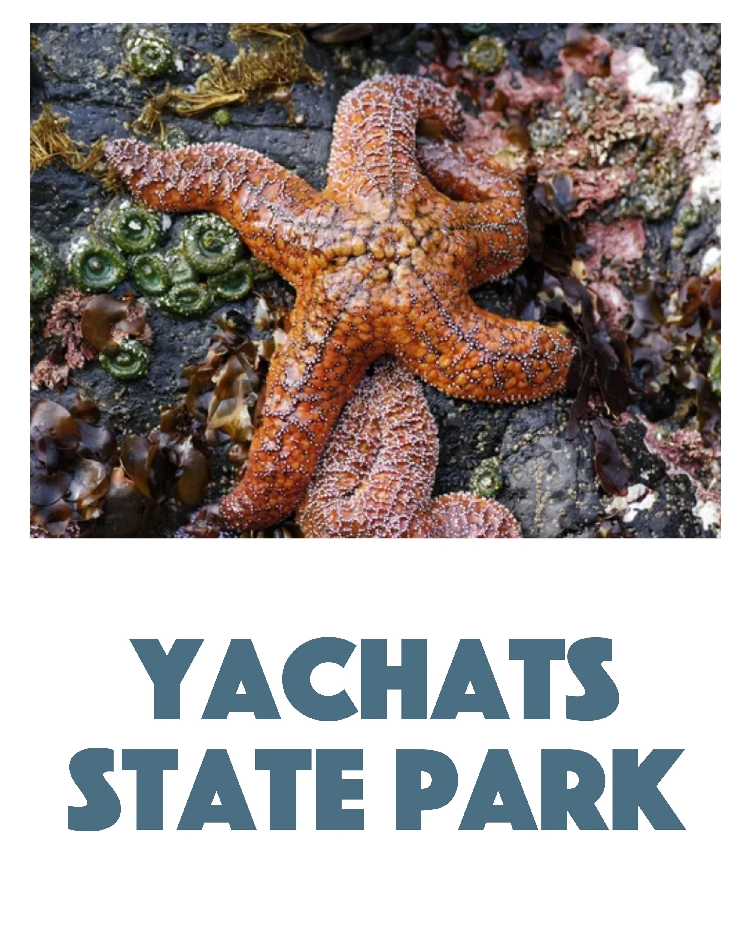 Yachats State Park Tide Pools Yachats, Oregon.