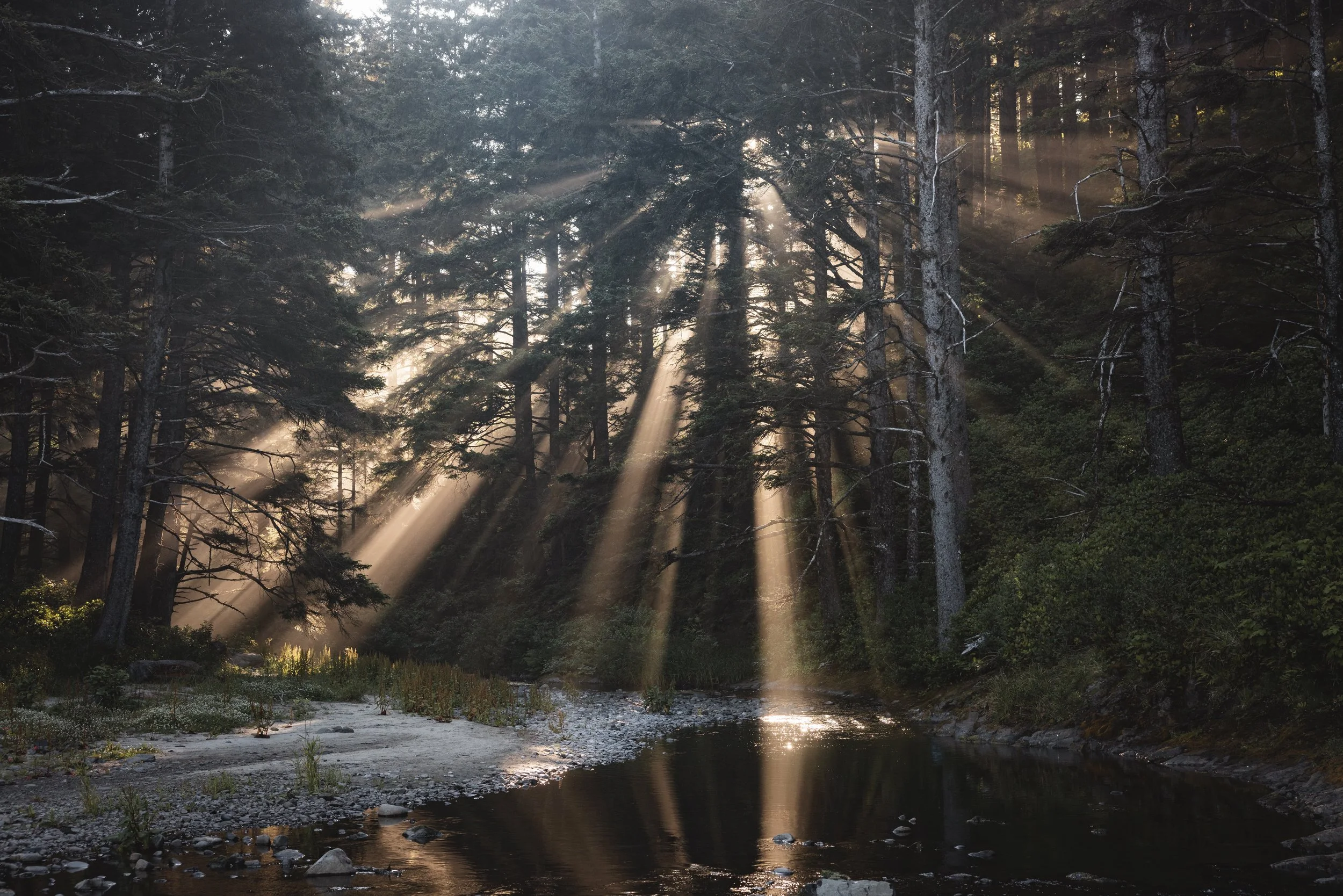 Sunlight filters through tall pine trees, illuminating a small stream in a dense forest.
