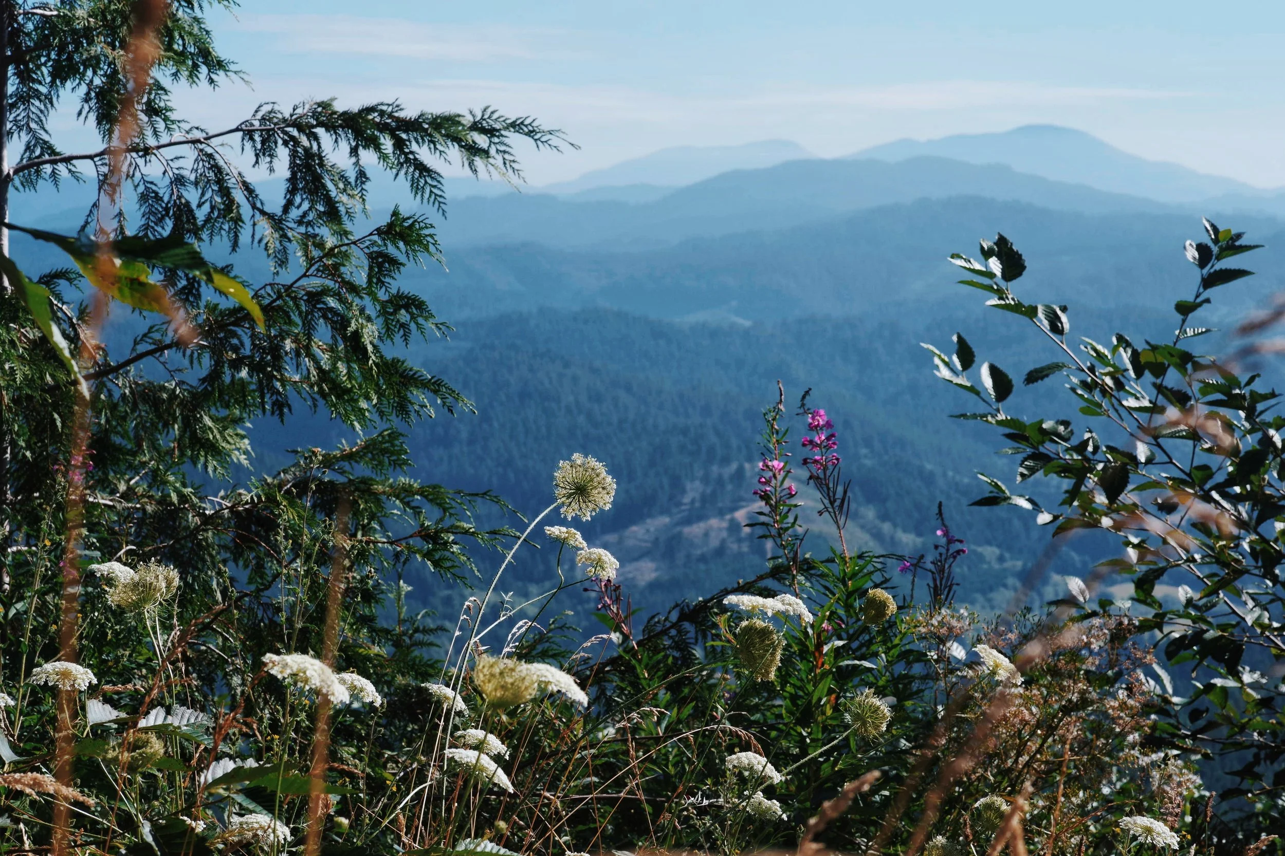 View of multiple mountain ridges covered in trees, with foreground filled with wildflowers and plants under a clear sky.