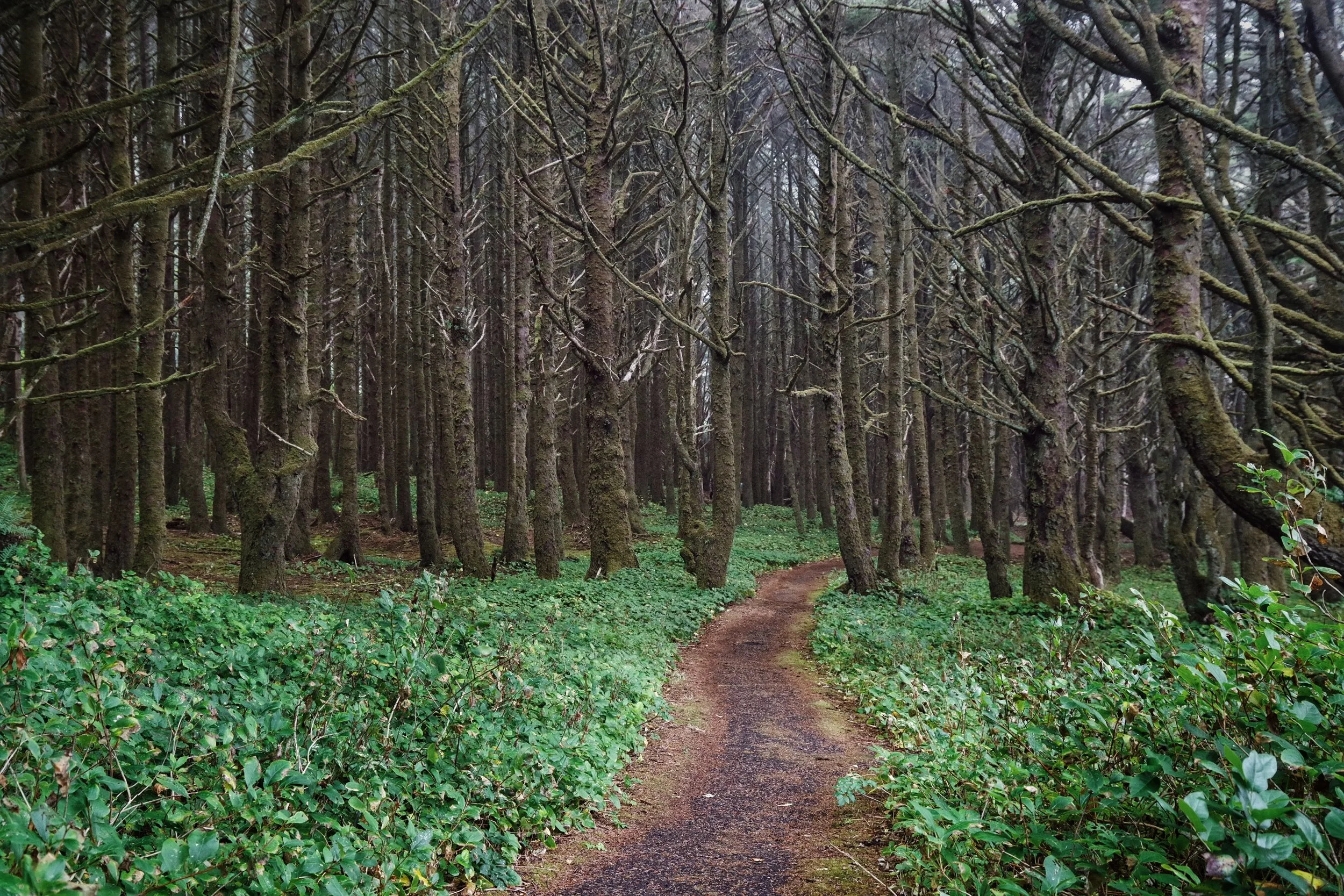 A dirt trail winds through a dense forest with tall, moss-covered trees and green underbrush.