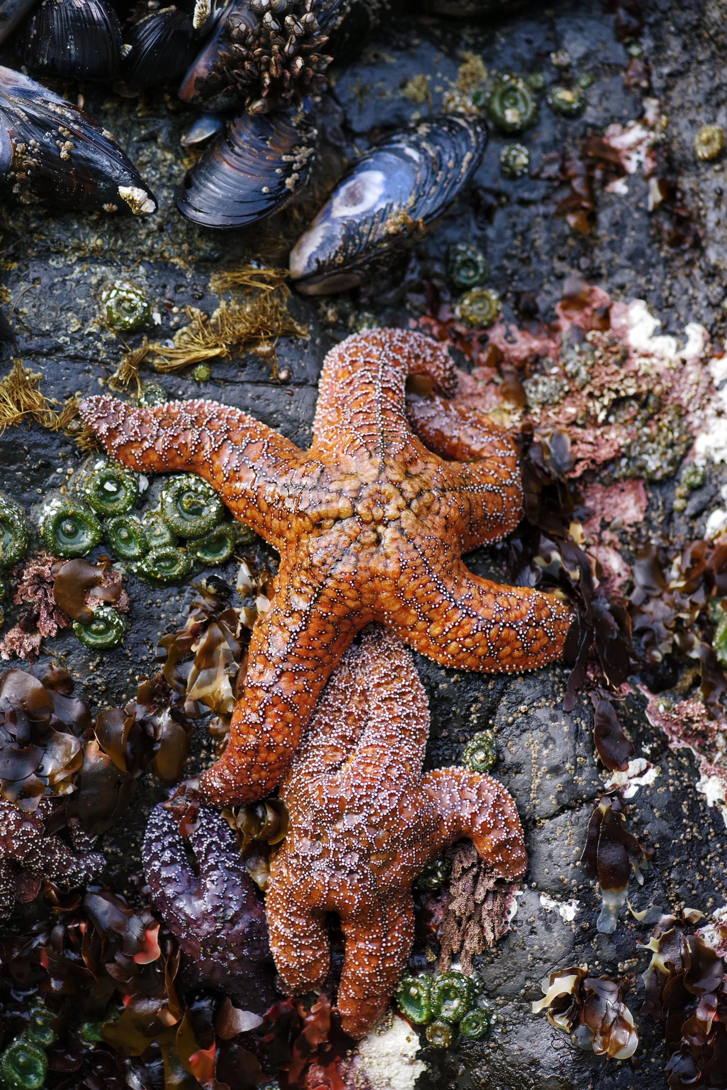 Starfish on a rocky surface with seaweed and barnacles, surrounded by mussels and other marine organisms.