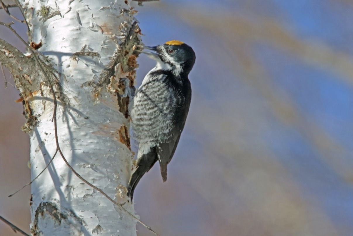 Mark Your Calendar: Spring Events Around Fairbanks