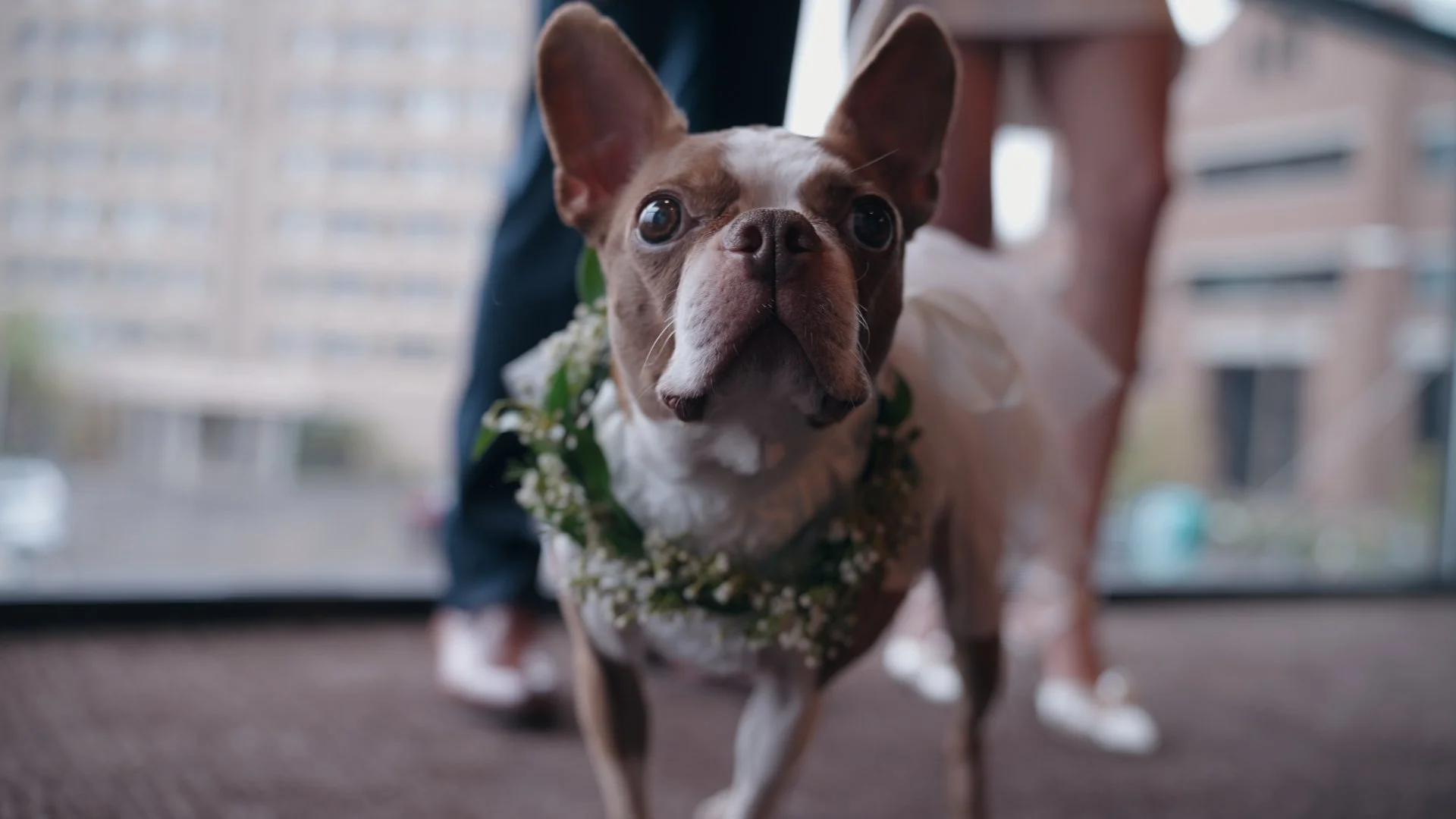 Close-up of a French Bulldog wearing a floral collar, standing indoors near a large window with blurred buildings in the background.