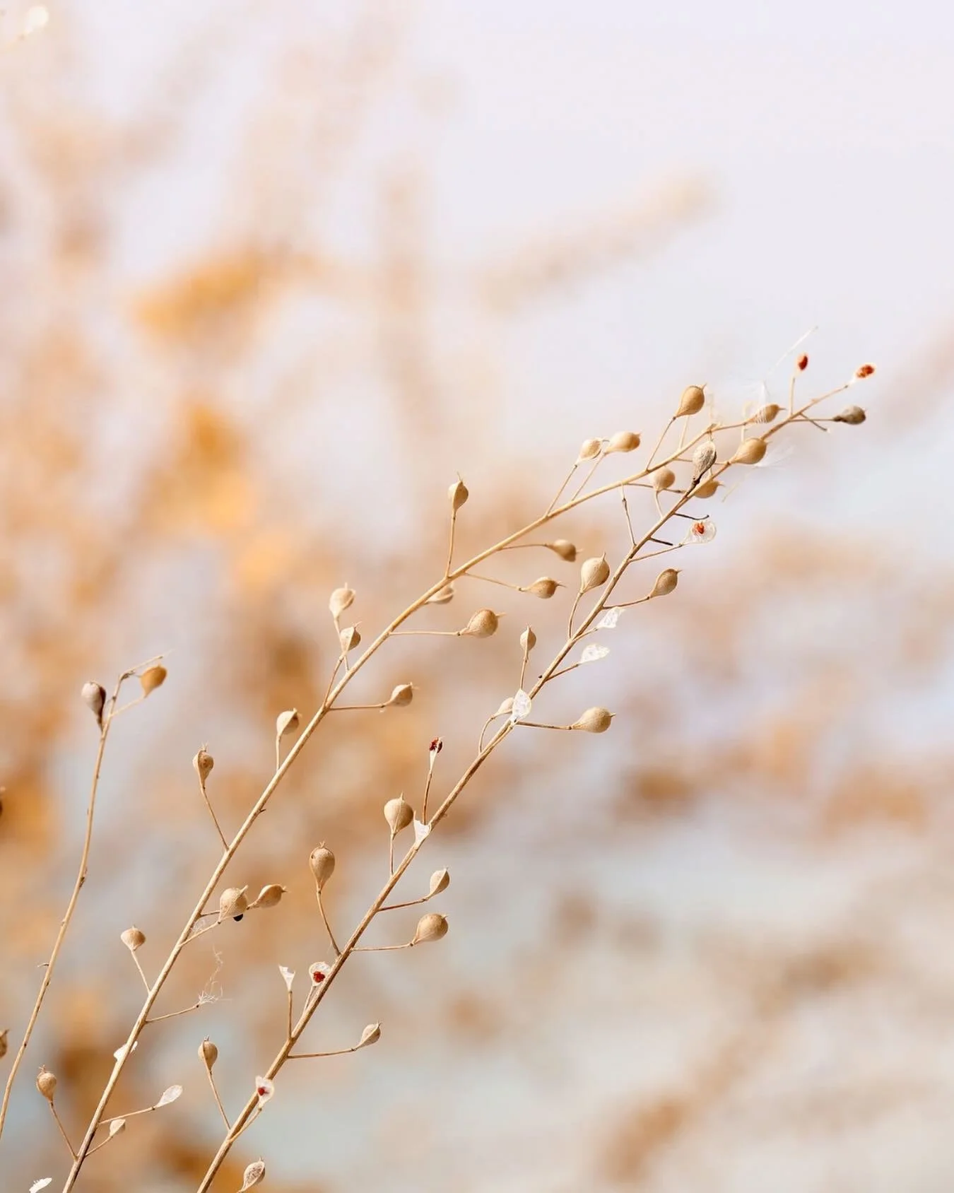 November is a sacred threshold. 🍂 

A season of shedding, remembering, and returning to stillness.

This month, I&rsquo;m leaning into transformation, ancestral connection, and quiet gratitude. Letting go like the trees. Listening deeply. Honoring t