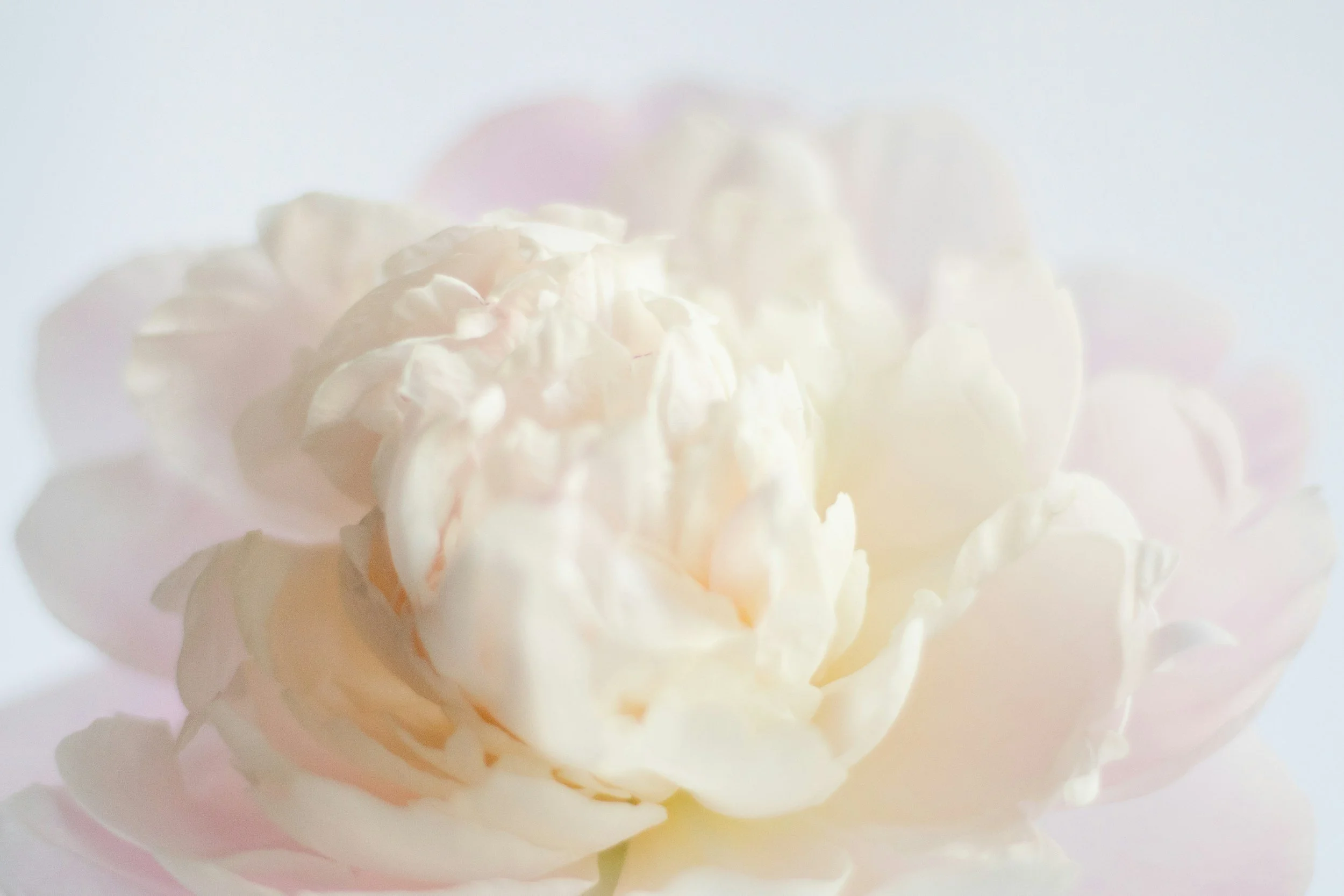 soft white and pink peony with soft light