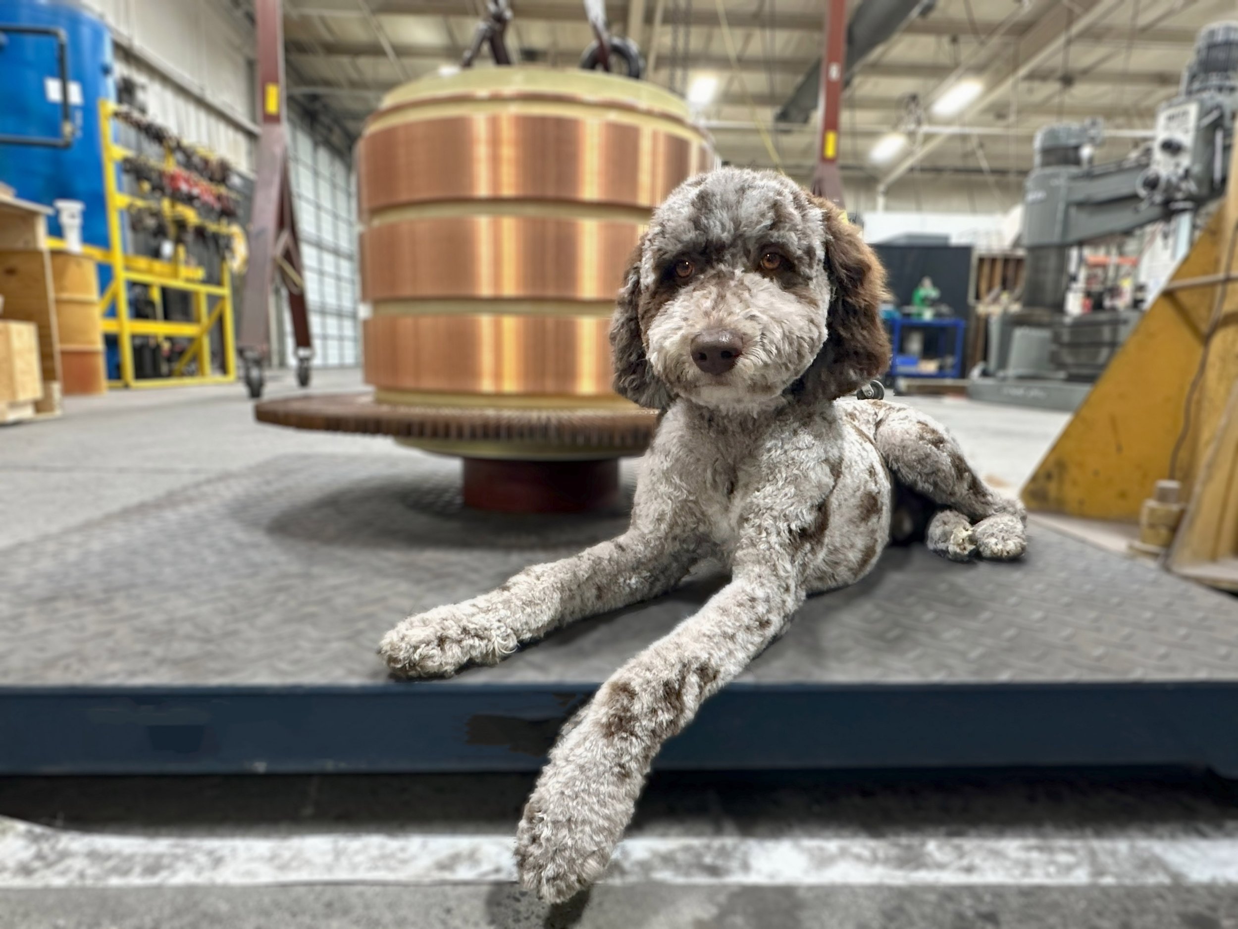 Knox - Chief Morale Officer