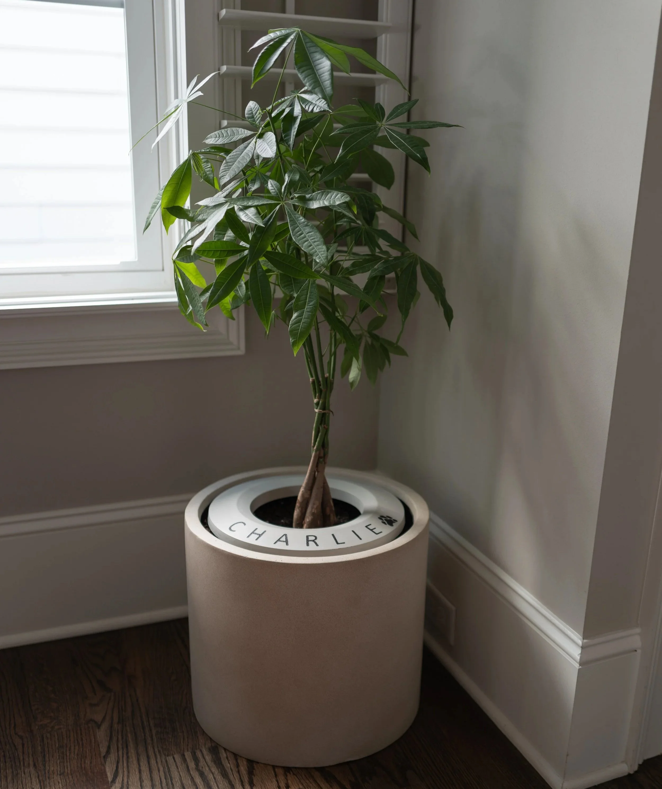 RememberRing pet memorial ring displayed inside a potted plant