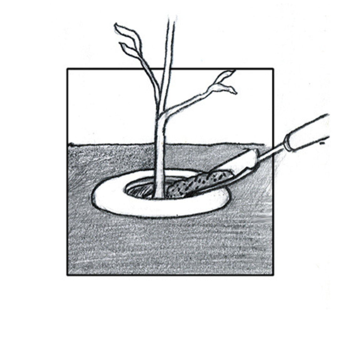 Add mulch to the center of the ring and water thoroughly.