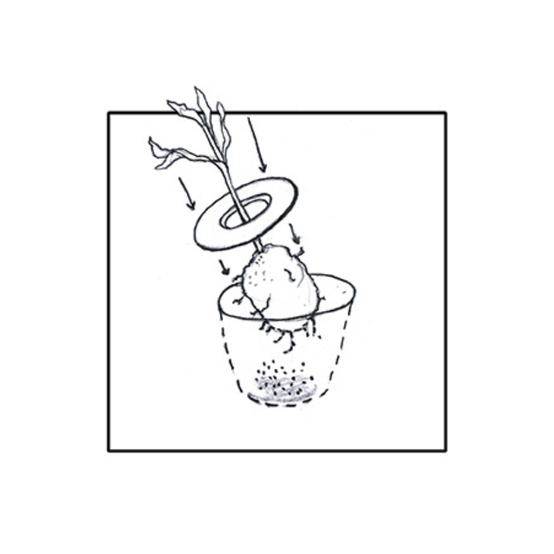 Remove the plant from its container and insert it through the ring and into the ground.