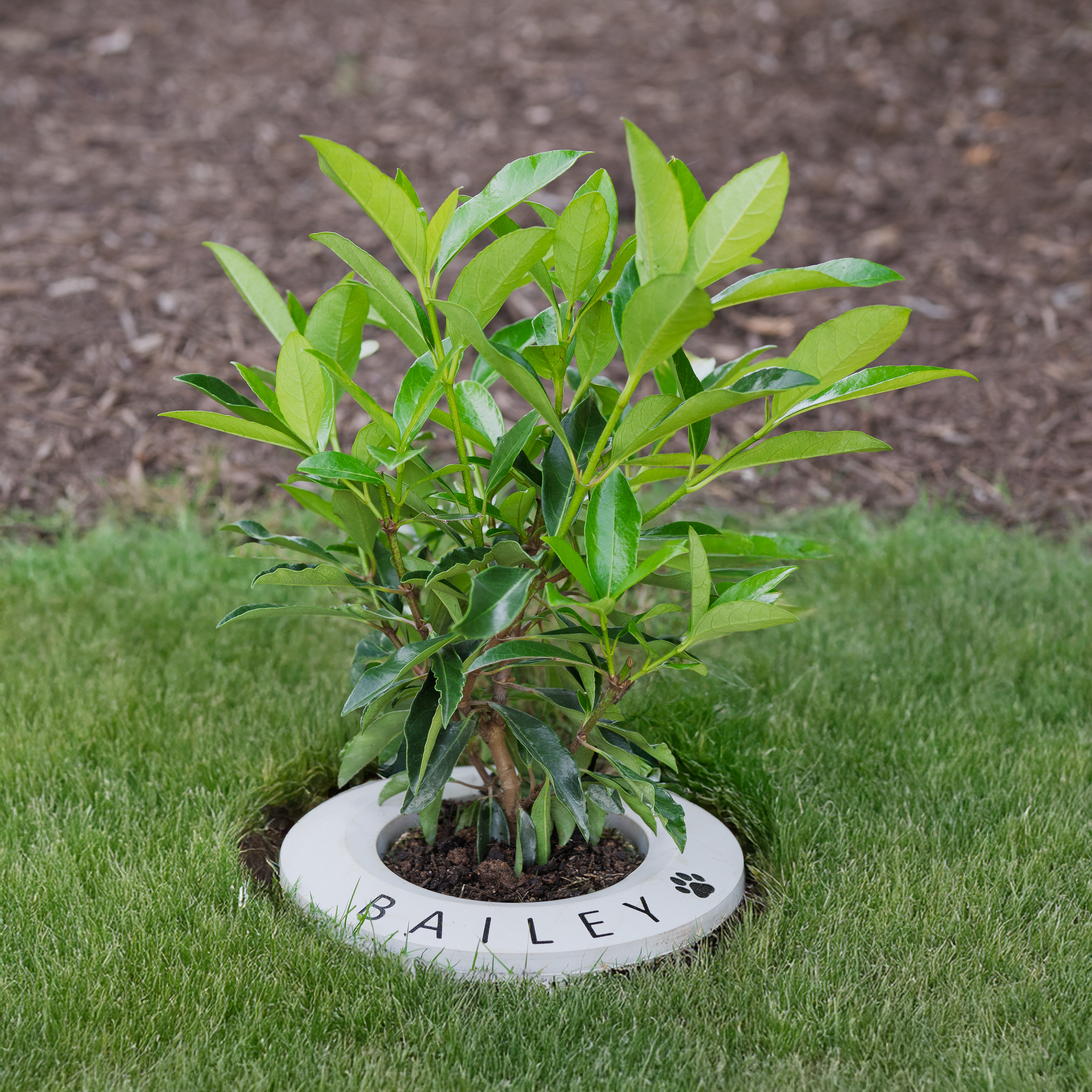 RememberRing pet memorial ring placed in a grassy outdoor area