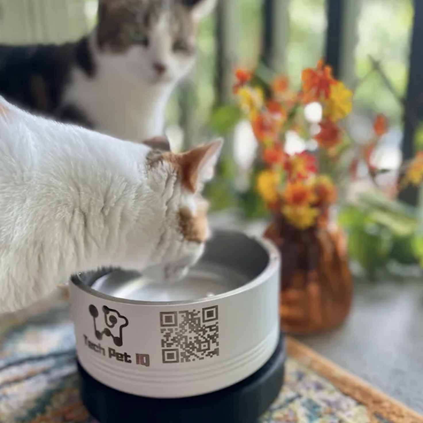 Cat drinking water from a TechpetIQ bowl.