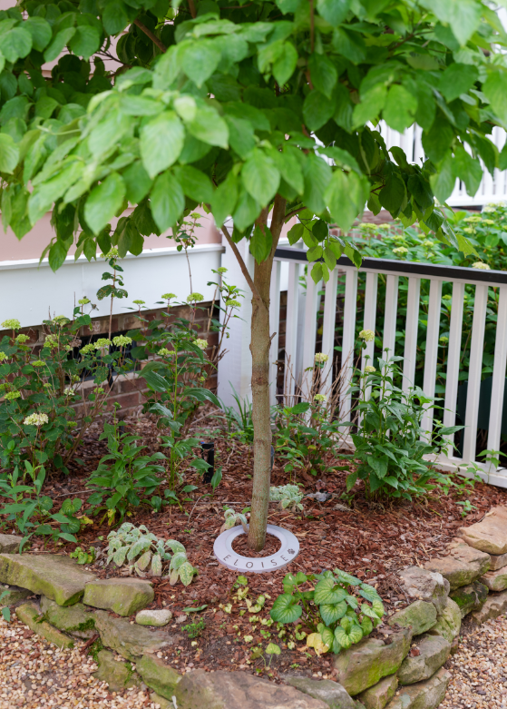 RememberRing pet memorial ring installed outdoors around a young tree