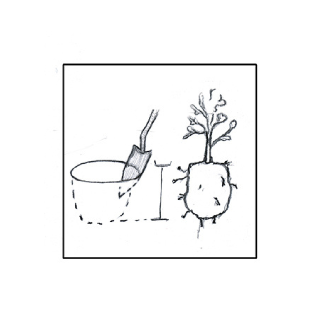 Dig hole and make sure it is as deep as the plant's root ball.