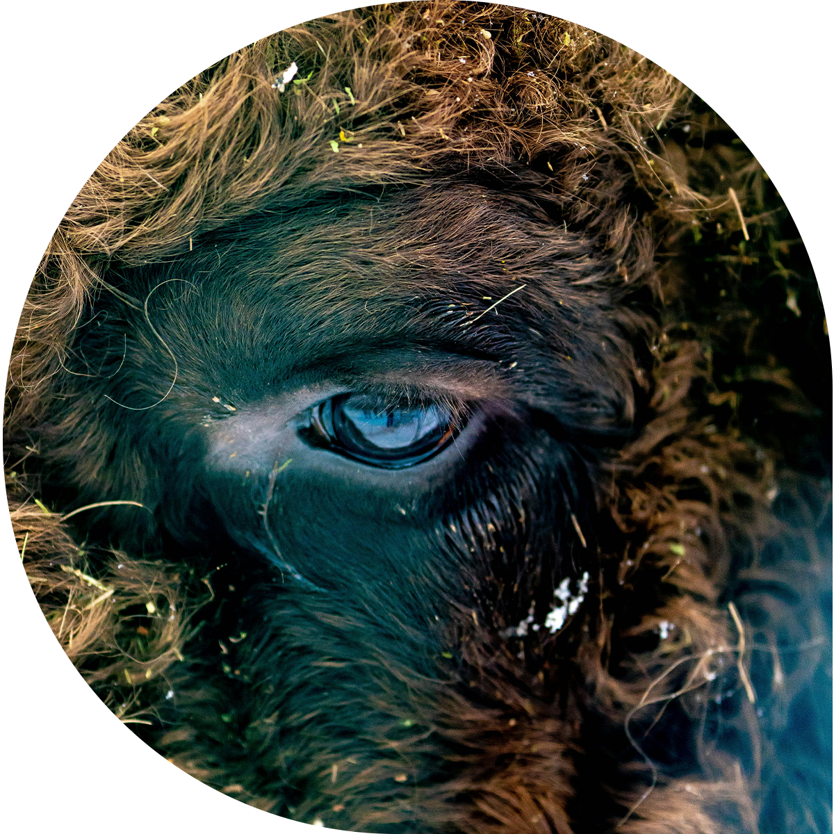 University of Manitoba