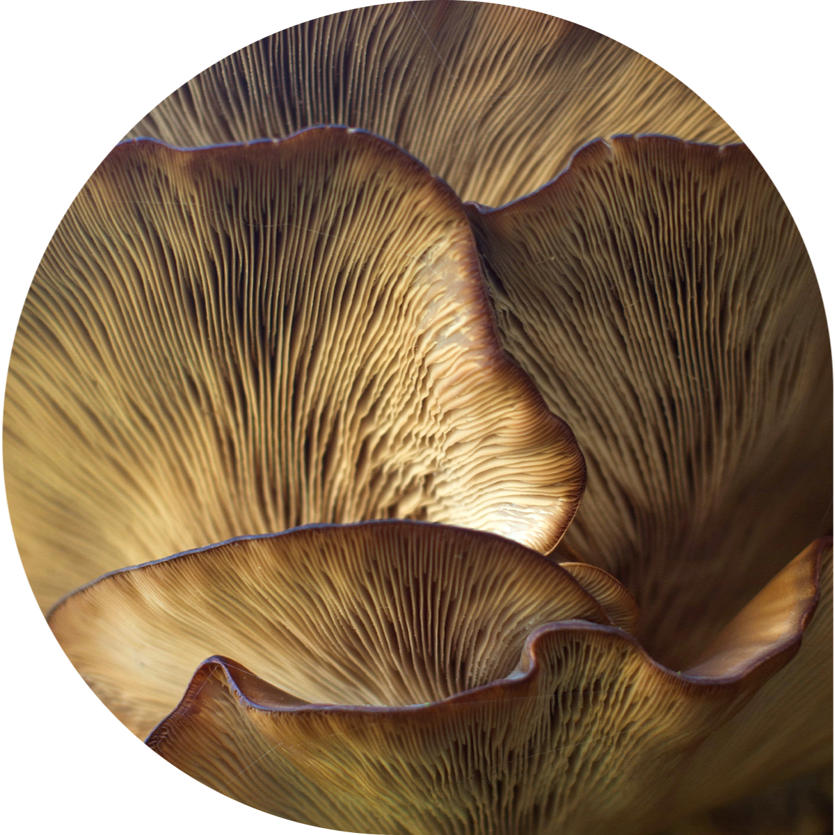 Manitoba Teachers’ Society