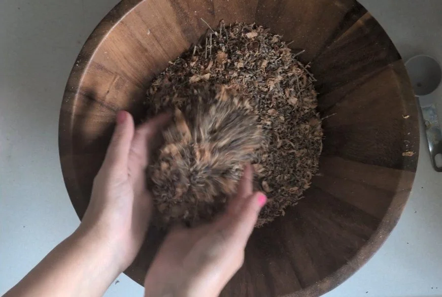 Moths, these little buggers