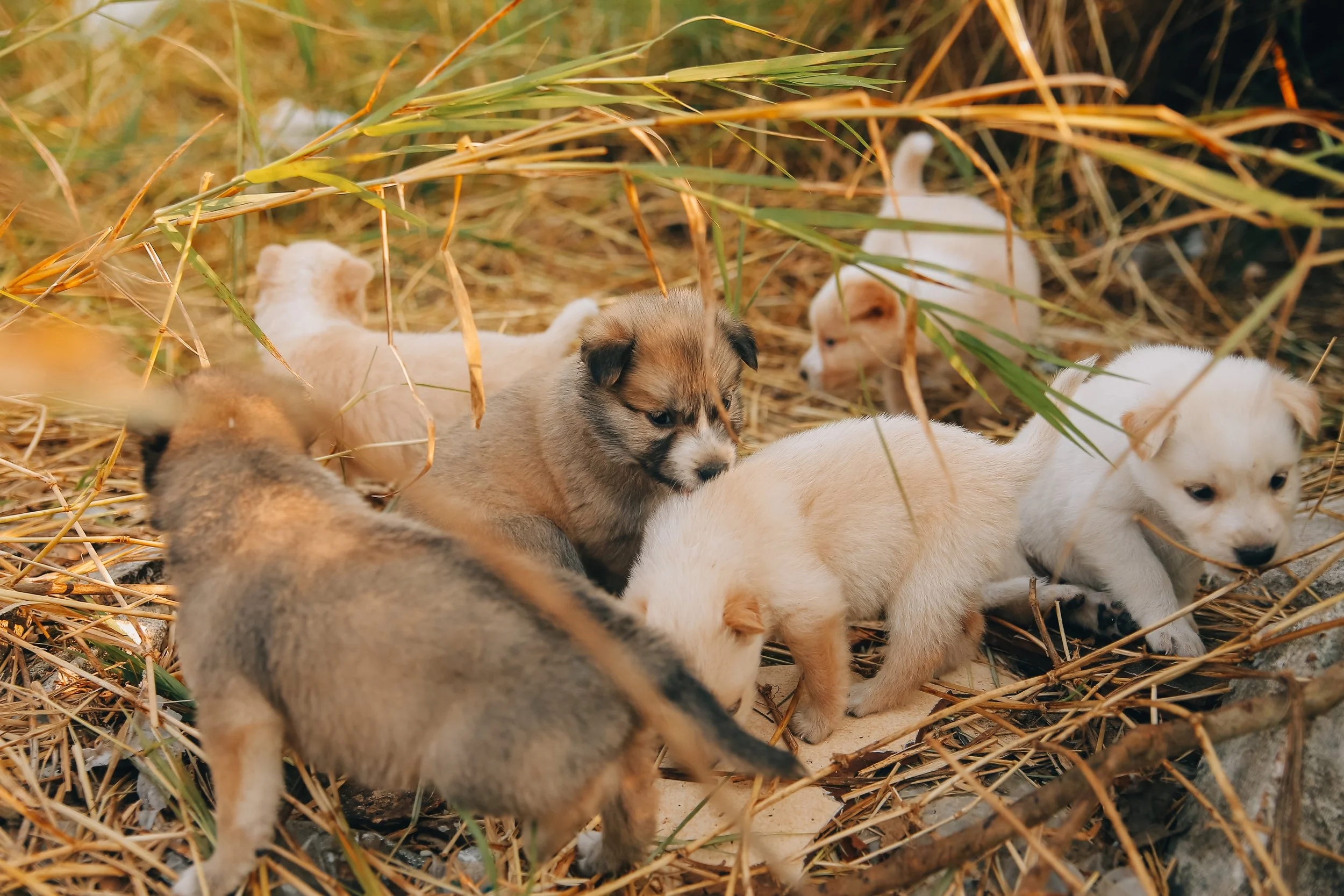 Mobile Spay & Neuter Clinics