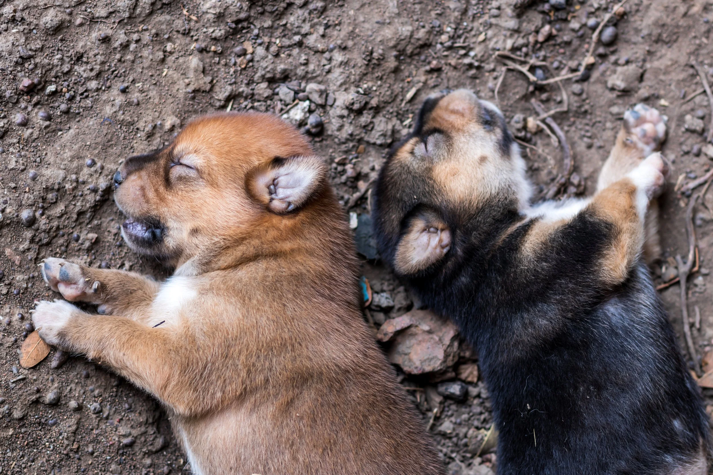 vecteezy_close-up-view-of-a-group-of-thai-puppies-sleeping-on-the_10644836.JPG