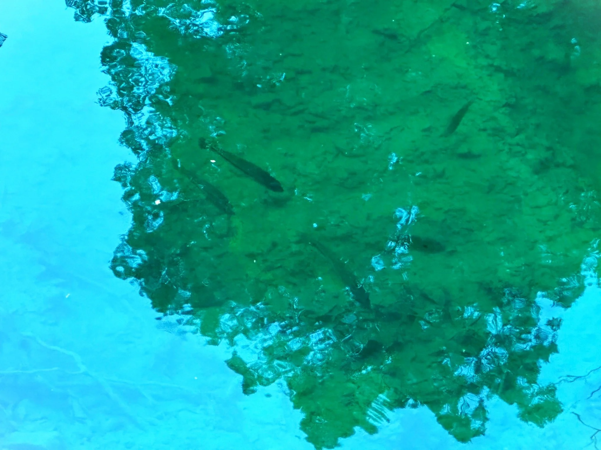 Pond 1.jpg