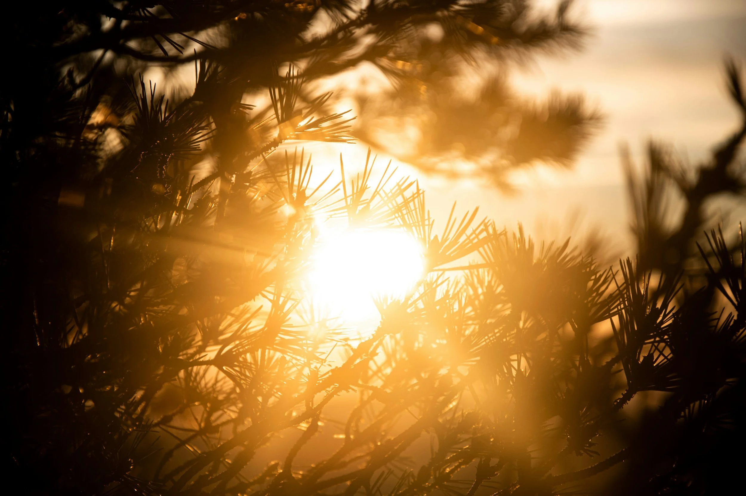 Sunset or sunrise through pine tree branches, with warm golden light illuminating the scene.