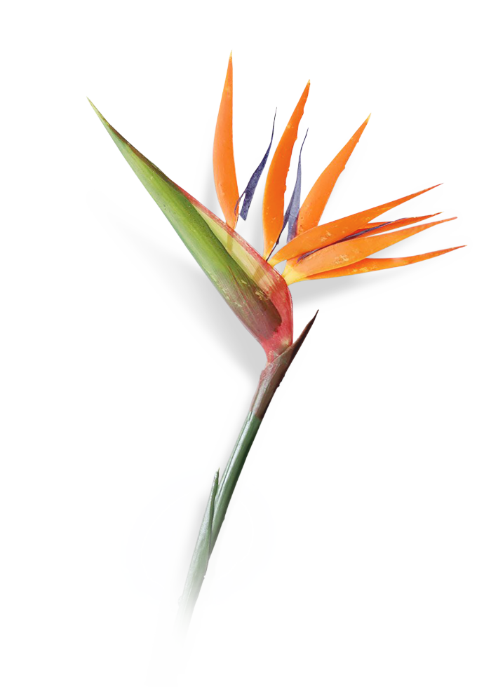 A Bird of Paradise flower with orange petals and green leaves