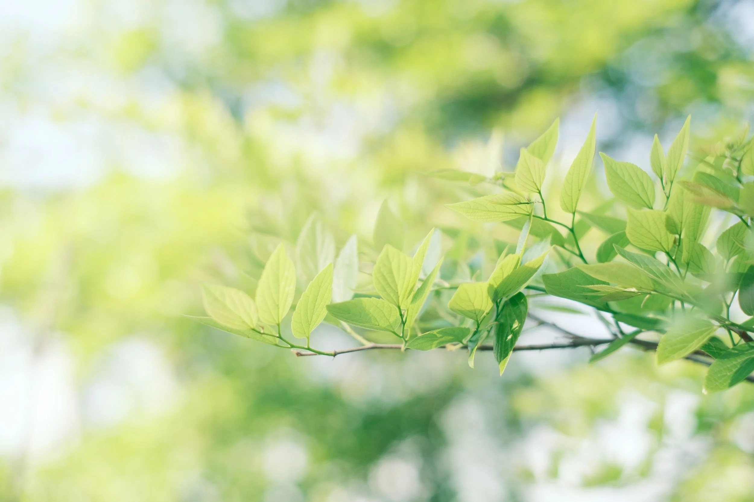 Wellness Is a Lifestyle: How Home Design Shapes Your Everyday Habits