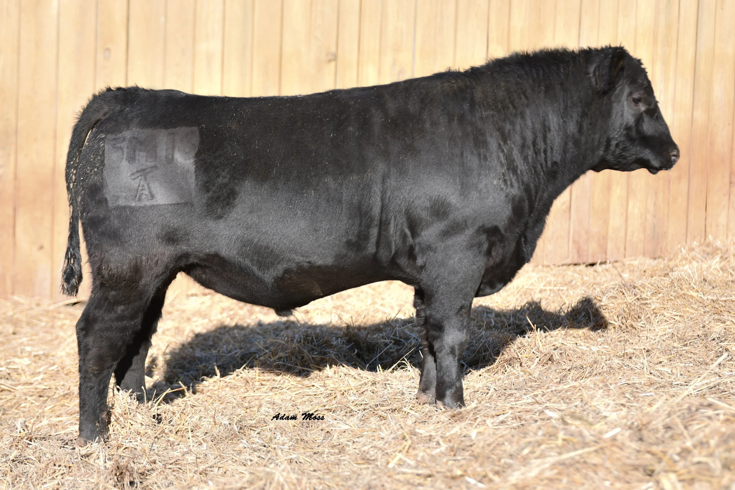 Tokeenas Maverick 5M16