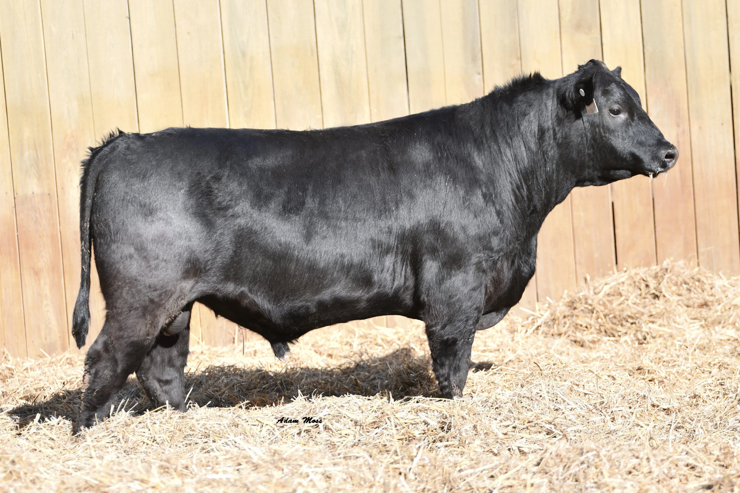 Tokeenas  Drive 5D18