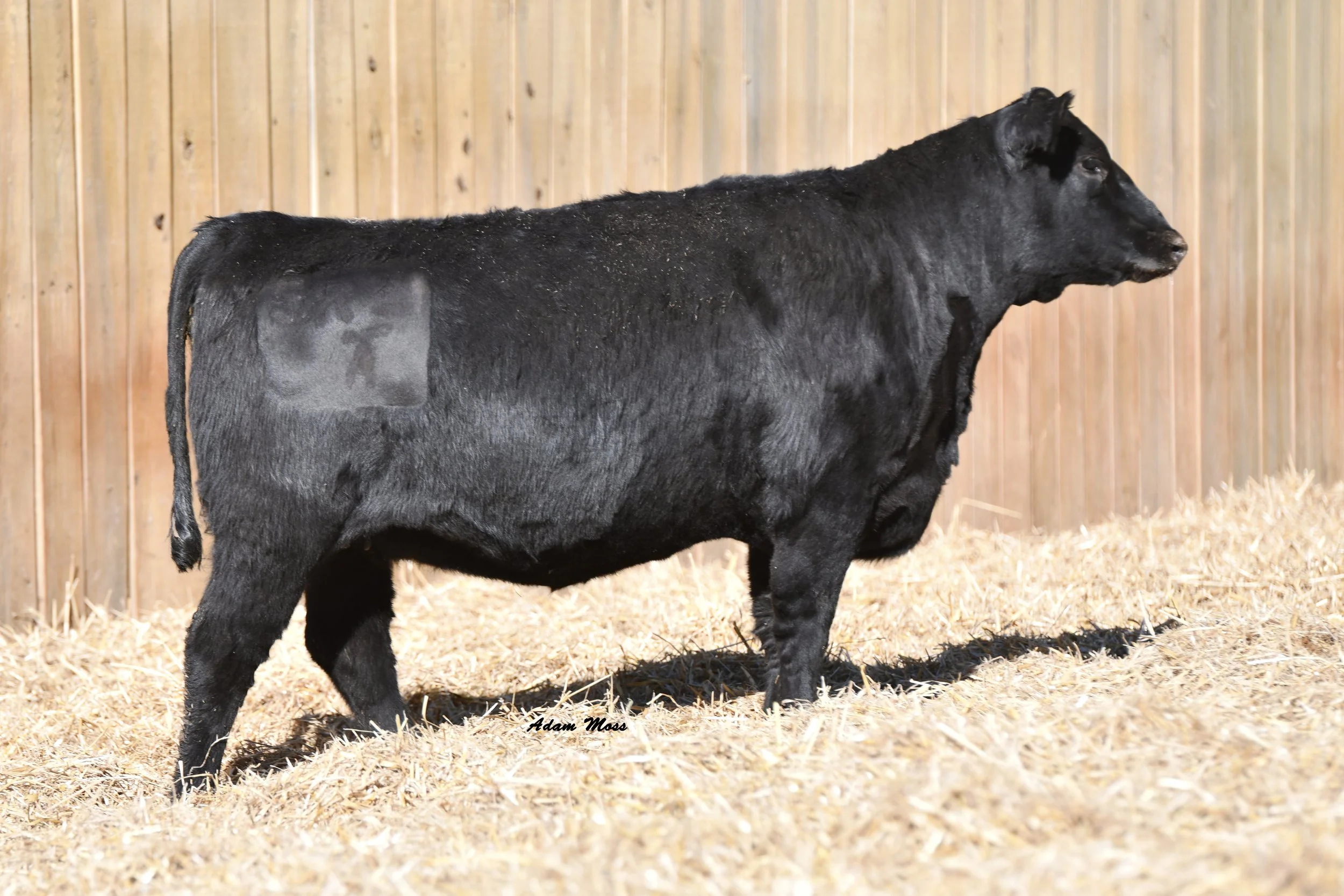 Lot 56- Tokeenas Eldora 5R21