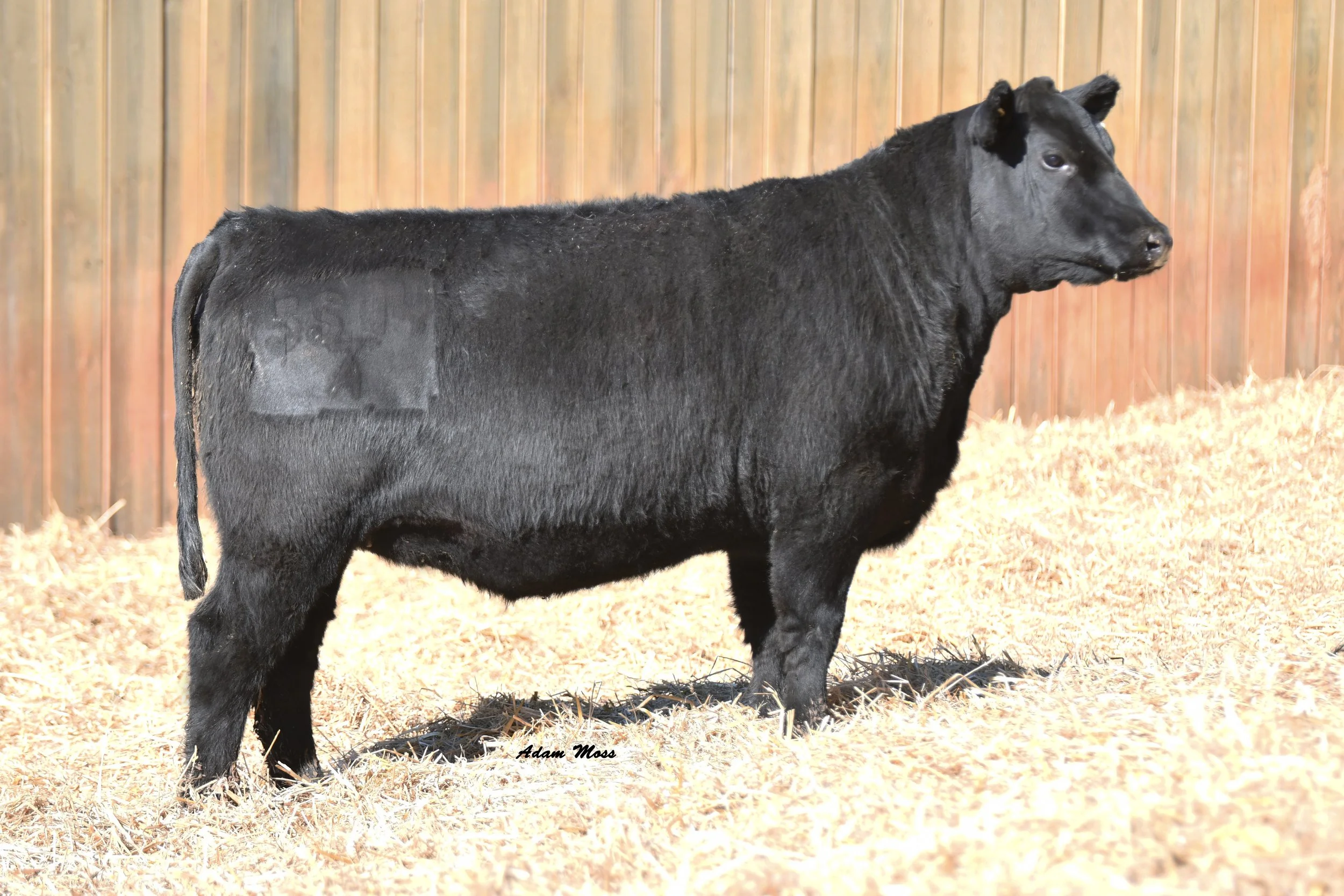 Lot 57- Tokeenas Lady 5S14