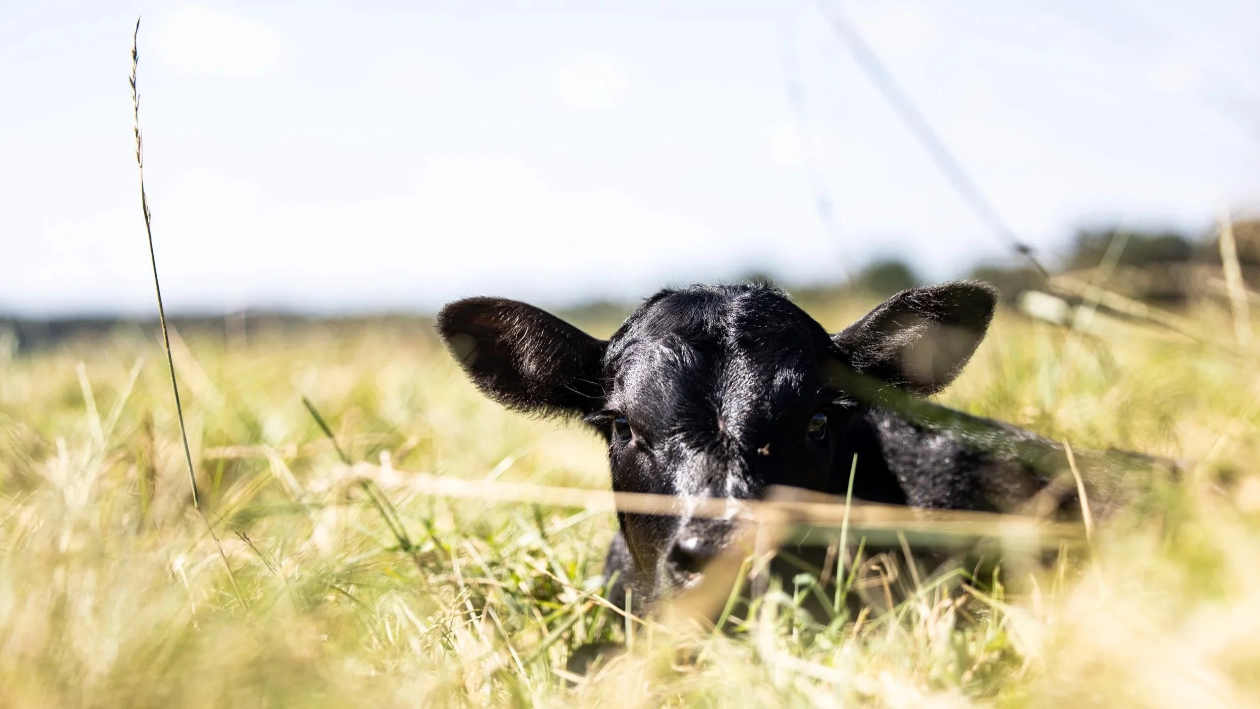 Angus cattle farm, tokeena angus, cattle sale