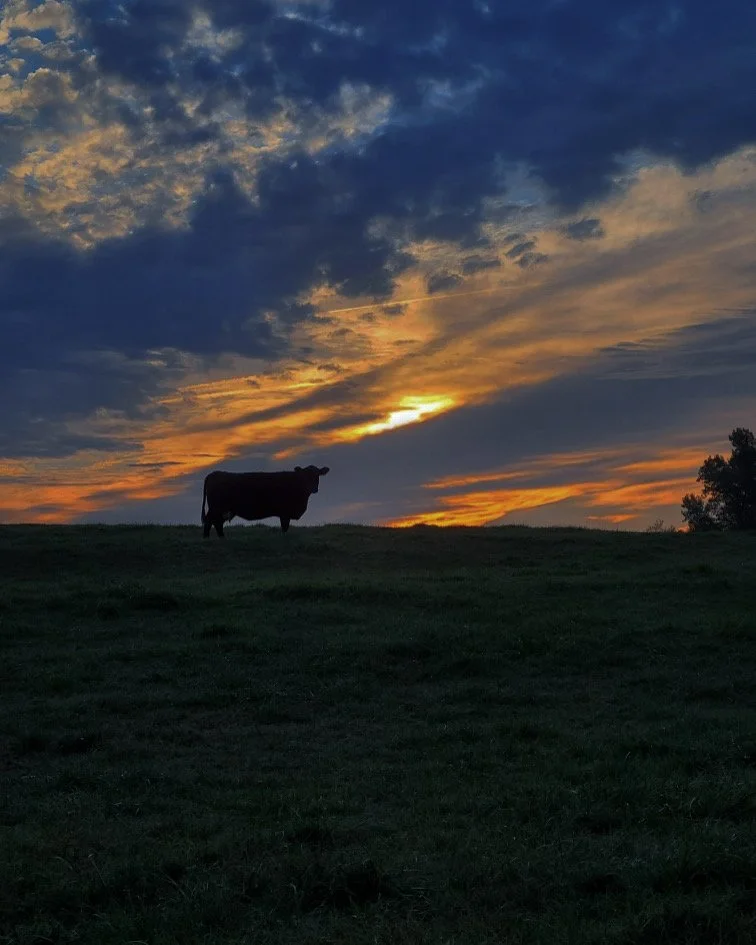 cow sunset.jpg