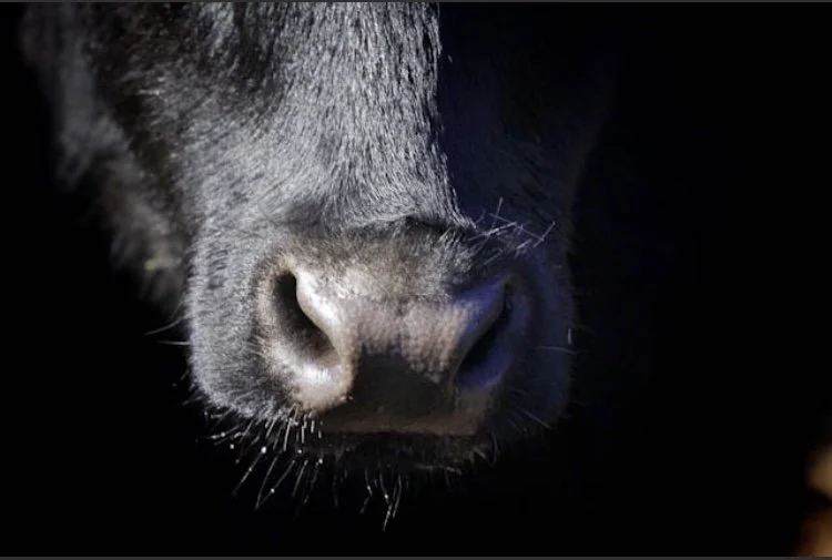 cow nose.jpg