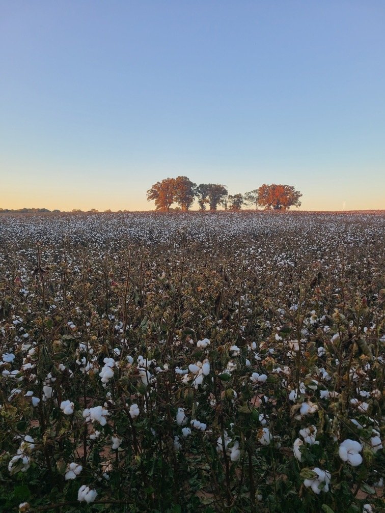 cotton.jpg