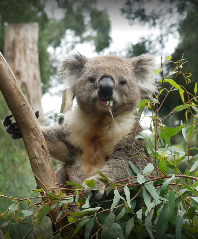 Heallesville sanctuary Koala.png