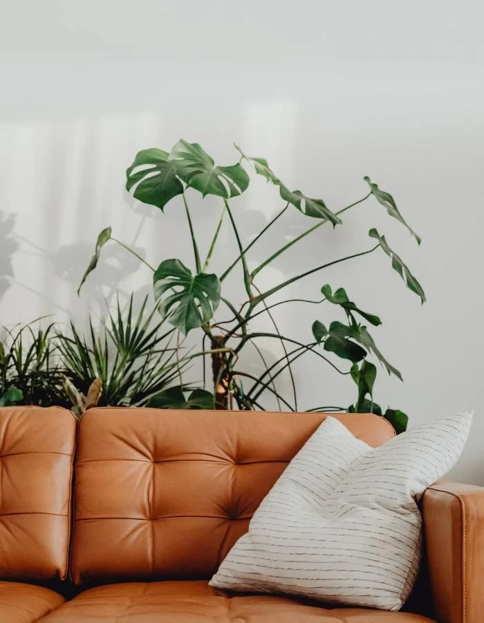 Living room with a tan leather sofa, a white pillow with black stripes, and large green houseplants against a white wall.