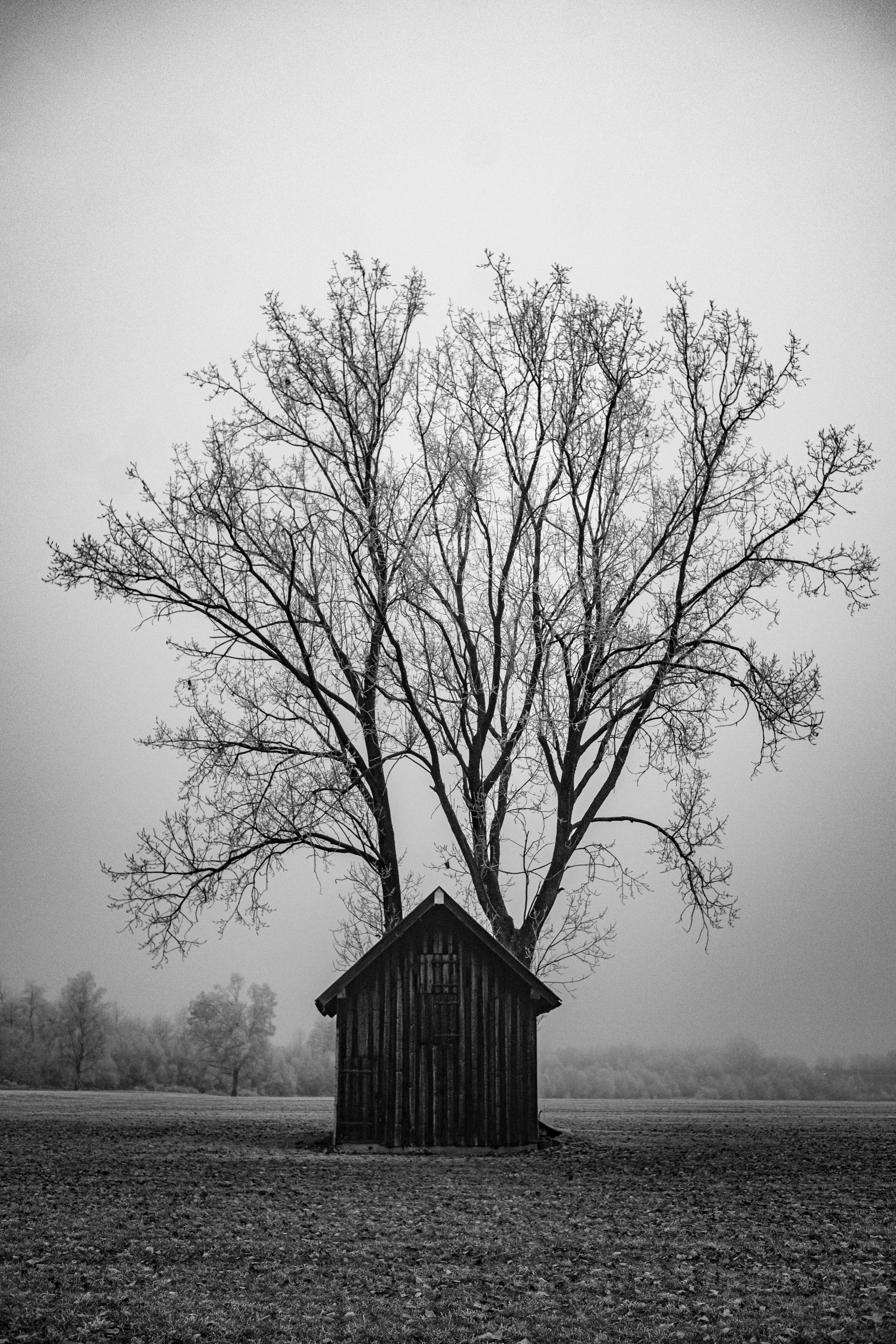Essay: Titel Vier26.               Baum als 3D-Druck aus der Natur.