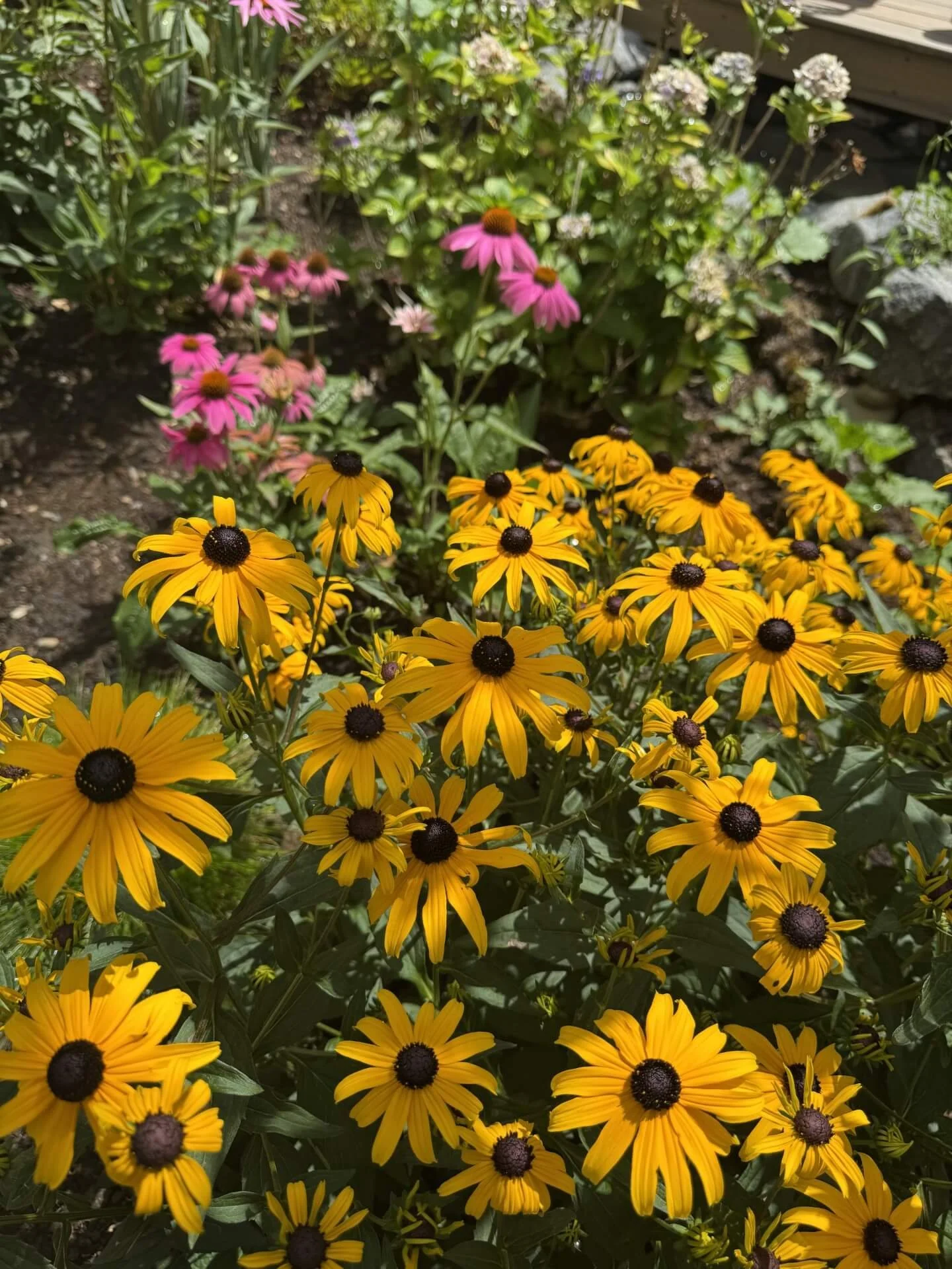 A garden bed with yellow coneflowers and pink daisy flowers in bloom, surrounded by green foliage.
