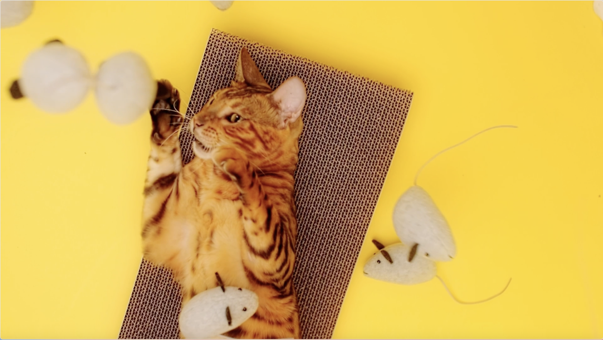 Vertical Social Werbevideo für SayMeow