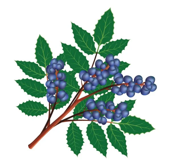 Oregon Grape Illustration