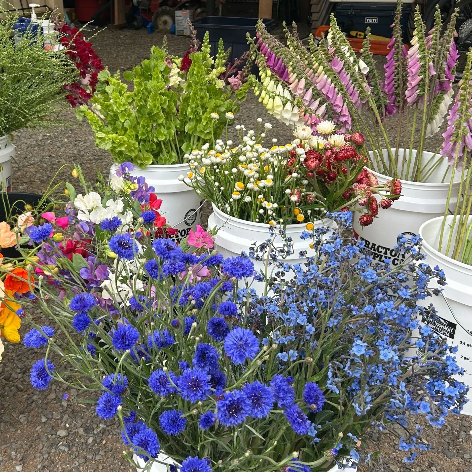 IMG_9915.jpg