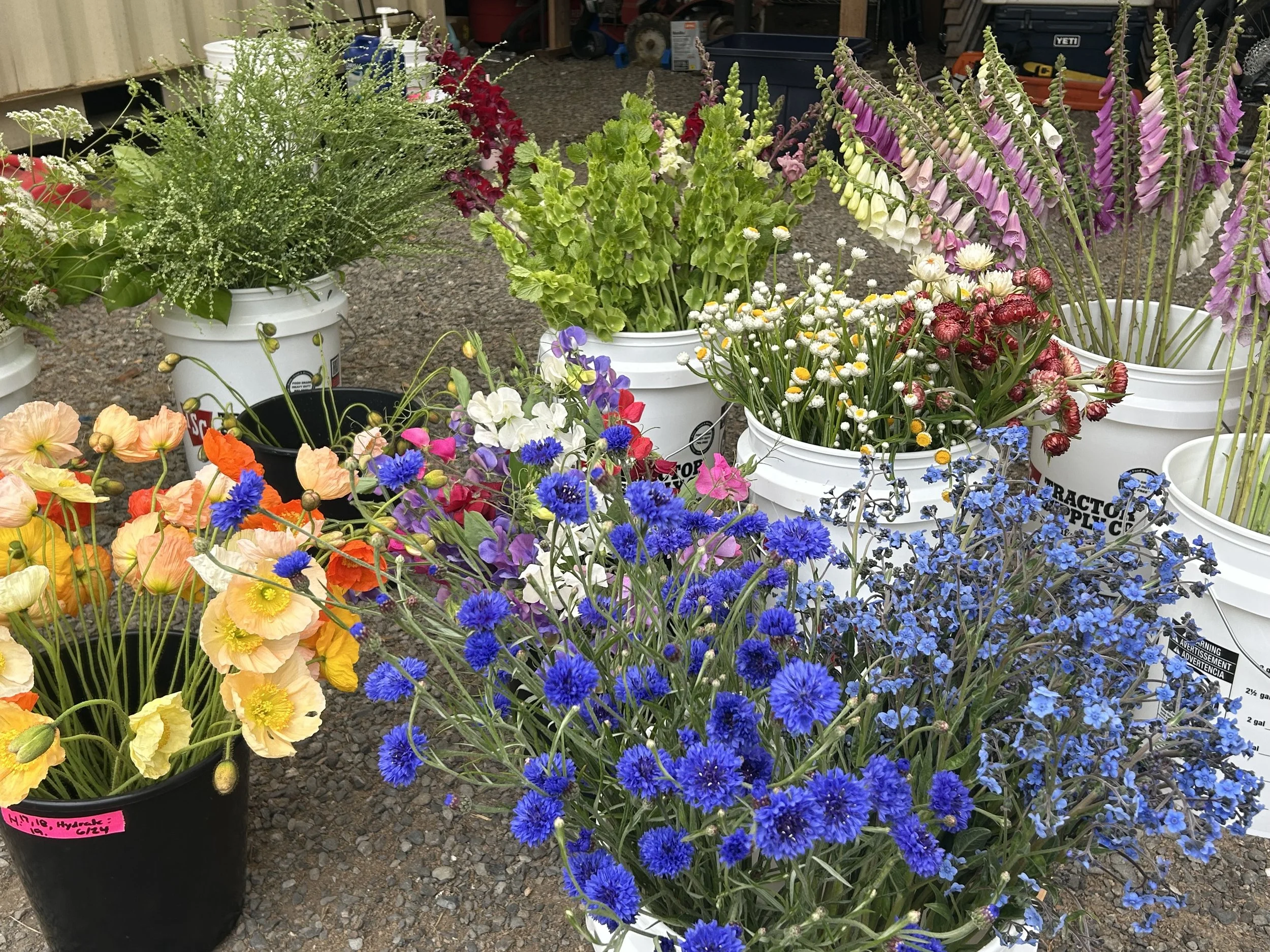 Bulk Flower Bucket : Large